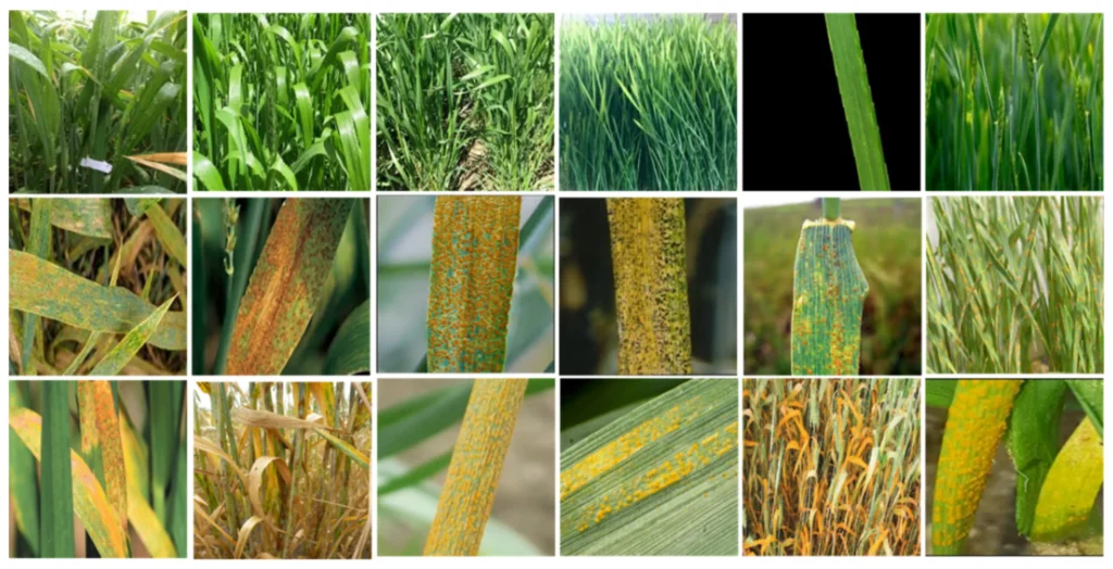 Buğday hastalıkları ile ilgili