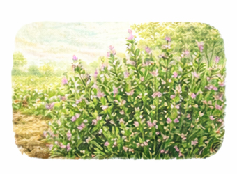 Kekik yetiştiriciliği rehberi görseli