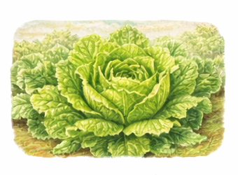 Marul yetiştiriciliği rehberi görseli