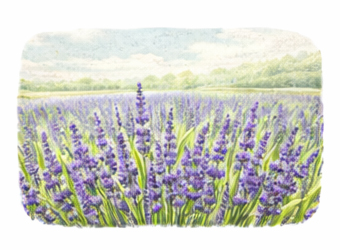 Lavanta yetiştiriciliği rehberi görseli