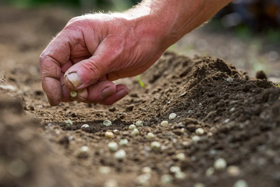 Mart ayı ekim dikim takvimi görseli ve bahçe hazırlığı